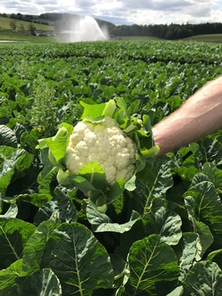 2017 Cauliflower harvest begins