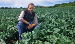 Brassicas to be focus of AHDB strategic centre in Scotland
