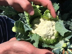 White Romanesco Cauliflower