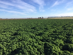 Kale harvesting comes to a close